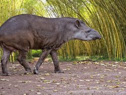 Madidi National Park tapir walking in amazon rainforest