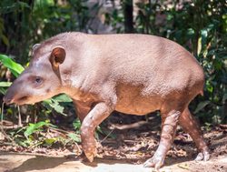 Madidi National Park tapir