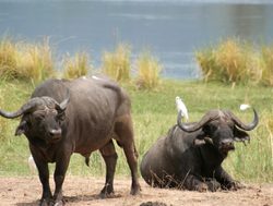 Mana Pools National Park buffalo