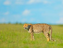 Mana Pools National Park cheetah