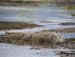Mana Pools National Park crocodile