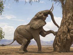 Mana Pools National Park elephant climbing tree