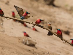 Mana Pools National Park group of bee eaters