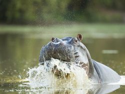 Mana Pools National Park hippo