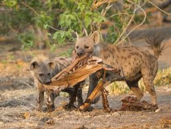 Mana Pools National Park hyenas