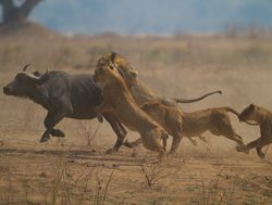 Mana Pools National Park lions hunting a buffalo
