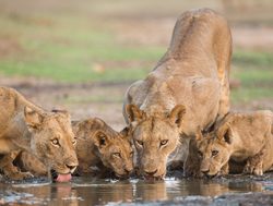 Mana Pools National Park pride on lions