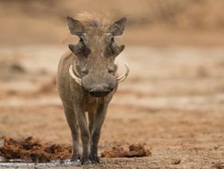 Mana Pools National Park warthog