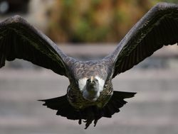 Mana Pools National Park whitebacked vulture