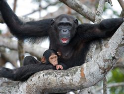 Mongrove National Park baby and adult chimpanzee in tree