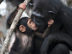 Mongrove National Park baby chimpanzee kissing mom