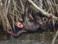 Mongrove National Park hanging young chimpanzee
