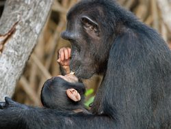 Mongrove National Park mom and baby chimpanzee