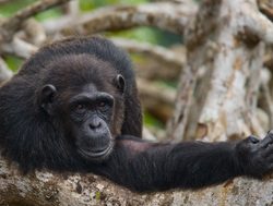 Mongrove National Park resting chimpanzee