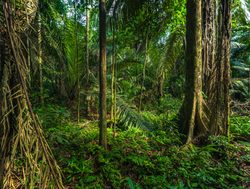 Manu National Park Amazon rainforest