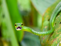 Manu National Park green vine snake