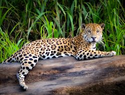 Manu National Park jaguar