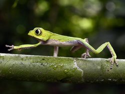 Manu National Park monkey frog