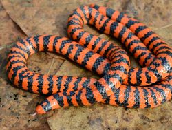 Manu National Park red pipe snake