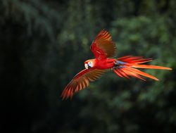Manu National Park scarlet macaw