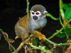 Manu National Park squirrel monkey