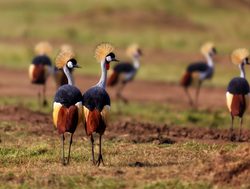 Masaii Mara Crowned Cranes