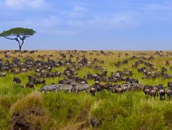 Masaii Mara Serengeti migration