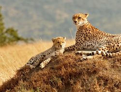 Masaii Mara cheetah