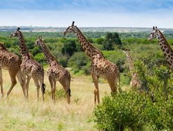 Masaii Mara giraffe