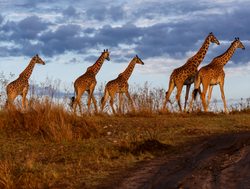 Masaii Mara group of giraffe