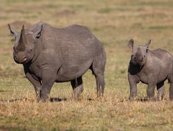 Masaii Mara mother rhino and baby