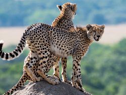 Masaii Mara pair of cheetah