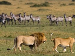 Masaii Mara pair of lions and zebras