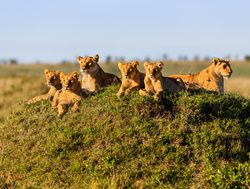 Masaii Mara pride of lions