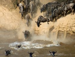 Masaii Mara wildebeest entering river