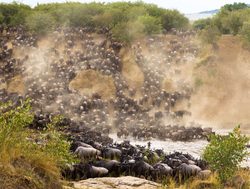 Masaii Mara wildebeests crossing Mara River