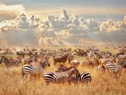 Masaii Mara zebra and wildebeest herd_
