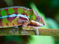 20210511004629 Masoala National Park chameleon
