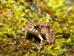 20210511004629 Masoala National Park frog