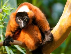 20210511004629 Masoala National Park red ruffed lemur