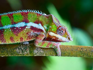 20210511004650-Masoala National Park chameleon.jpg