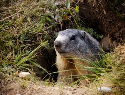 Mercantour National Park Marmot in den