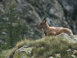 Mercantour National Park ibex
