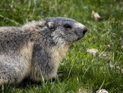 Mercantour National Park marmot profile