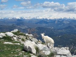 Mercantour National Park mountain goat
