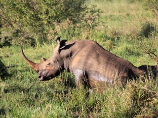 20210210181640-Mount Meru National Park rhino with long horn.jpg