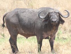 Mount Meru National Park buffalo