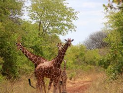Mount Meru National Park family of giraffe