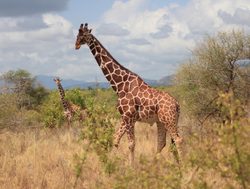 Mount Meru National Park giraffe