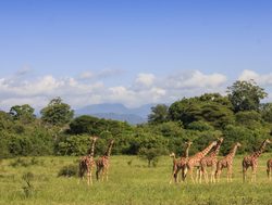 Mount Meru National Park giraffes on the grassland